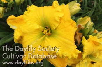 Daylily Obi Wan Kenobi
